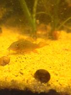Smaragd groene corydora/ Bronchis Splendens, Dieren en Toebehoren, Vis