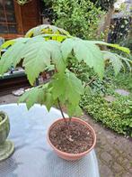 Bonsai, Ophalen, Bloeit niet, Halfschaduw, Overige soorten