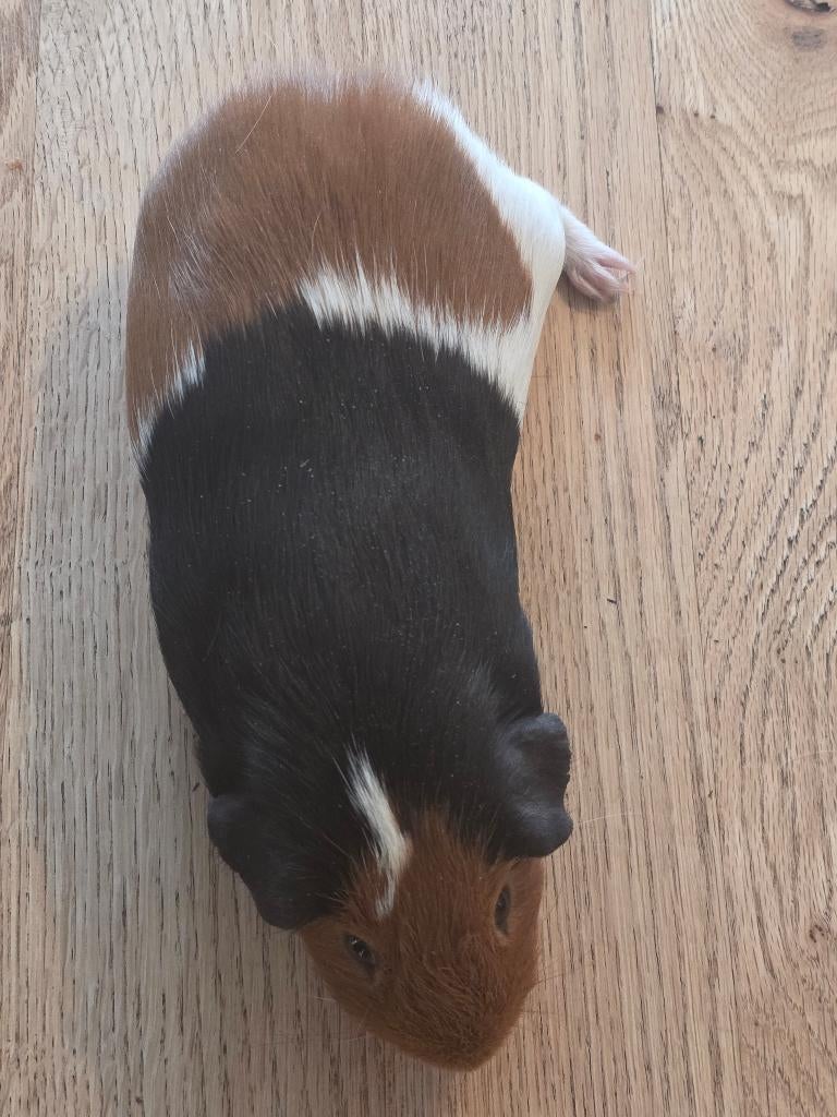 cavia, Dieren en Toebehoren, Knaagdieren, Mei, Mannelijk, Cavia