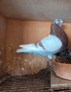 Op zoek naar doffer, Dieren en Toebehoren, Mannelijk, Postduif