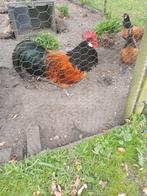 Lieve haan vorwerk groot, Dieren en Toebehoren, Pluimvee, Mannelijk, Kip