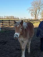 Lieve Haflinger zoekt leaser, Toebehoren, 1 paard of pony