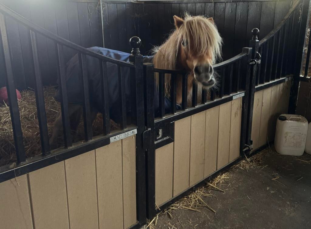 Shetlander box a pony