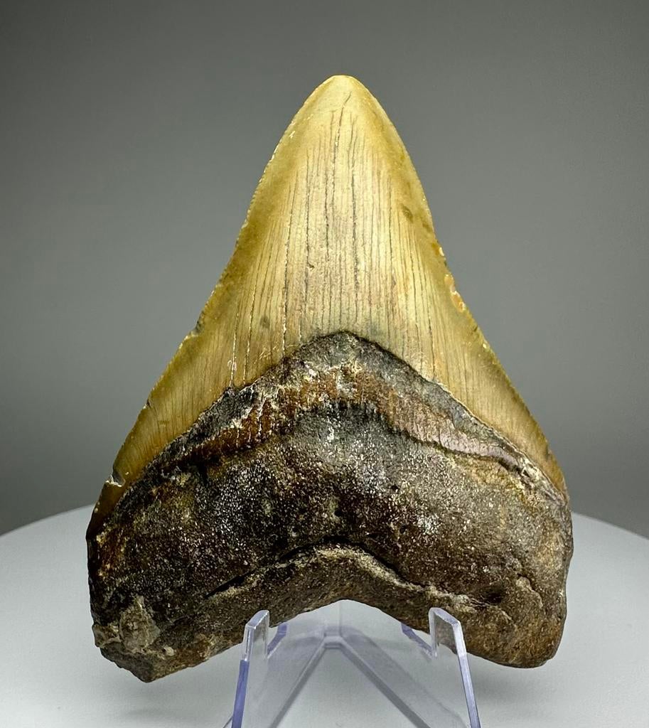 Otodus Megalodon tand, North Carolina, Ophalen of Verzenden, Fossiel