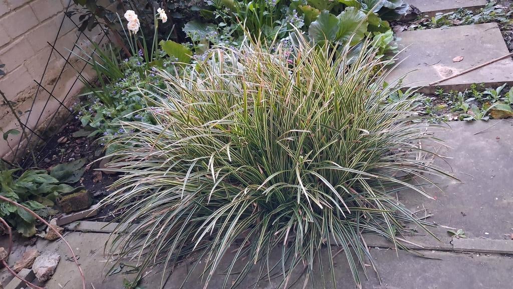 Japanse zegge siergras tuinplant, Ophalen, Overige soorten, Halfschaduw