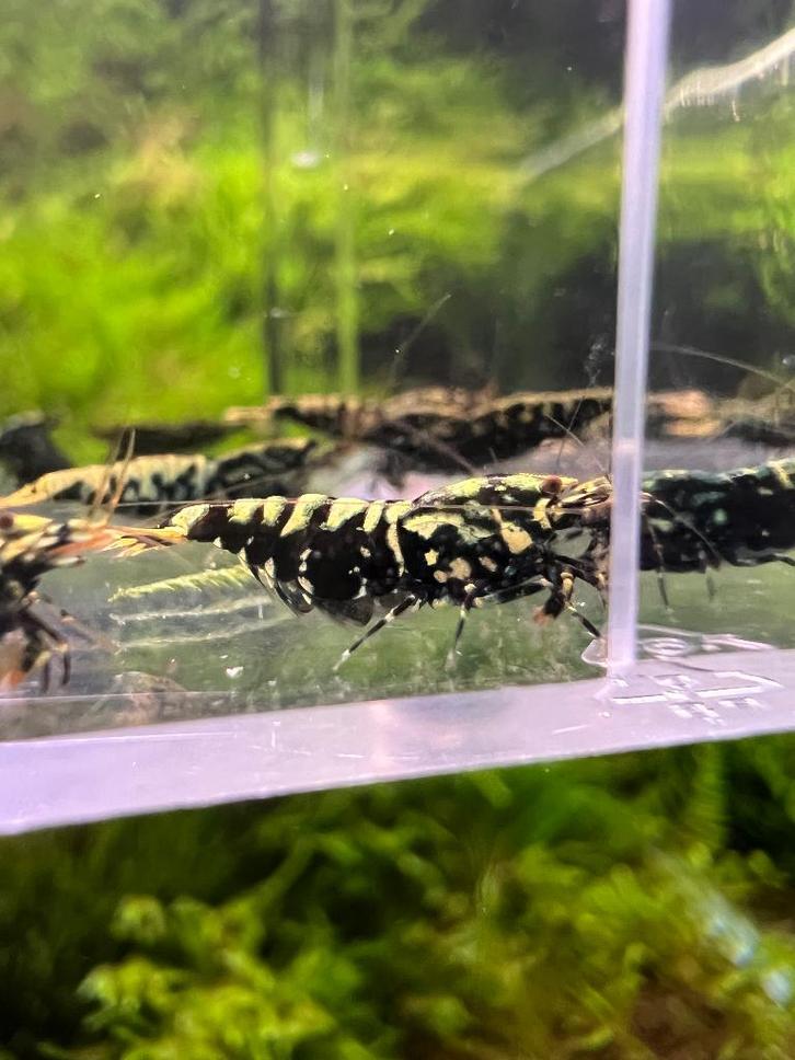 Galaxy garnalen kweek groep, Dieren en Toebehoren, Vissen | Aquariumvissen, Zoetwatervis, Kreeft, Krab of Garnaal, Schoolvis