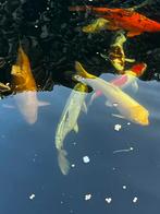 Complete vijver gratis onder voorwaarden of bieden, Dieren en Toebehoren, Vissen | Vijvervissen, Karper of Koi