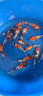 15 koi, Dieren en Toebehoren, Vissen | Vijvervissen