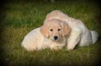Golden Retriever pups, Dieren en Toebehoren, Honden | Retrievers, Spaniëls en Waterhonden, Golden retriever, België, 8 tot 15 weken