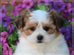 Knappe Boomer pups., Nederland, Parvo, Overige rassen, 8 tot 15 weken