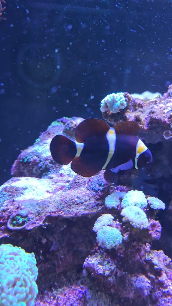 Gold Stripe Maroon Clownfish – groot, gezond (12 jaar), Vis, Zoutwatervis