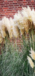 3 x grote pampas siergras, lees advertentie, Ophalen of Verzenden, 20 m² of meer