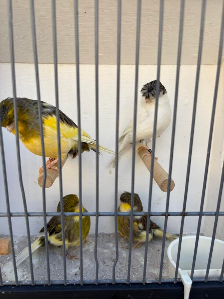 2 koppels glosters, Dieren en Toebehoren, Meerdere dieren, Postuurkanarie