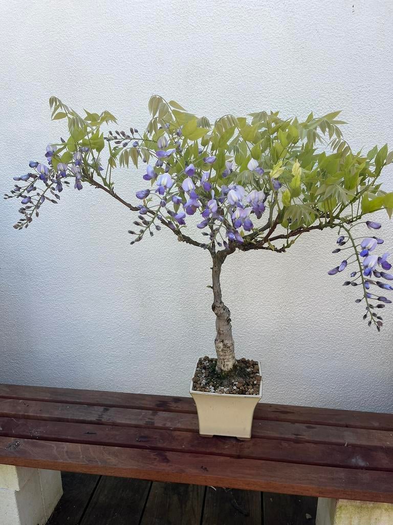 Bonsai Wisteria (blauwe druif), Ophalen of Verzenden, Volle zon, Overige soorten, Minder dan 100 cm
