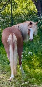 Welsh merrie, Dieren en Toebehoren, Paarden, Merrie, Minder dan 160 cm, Met stamboom, 3 tot 6 jaar