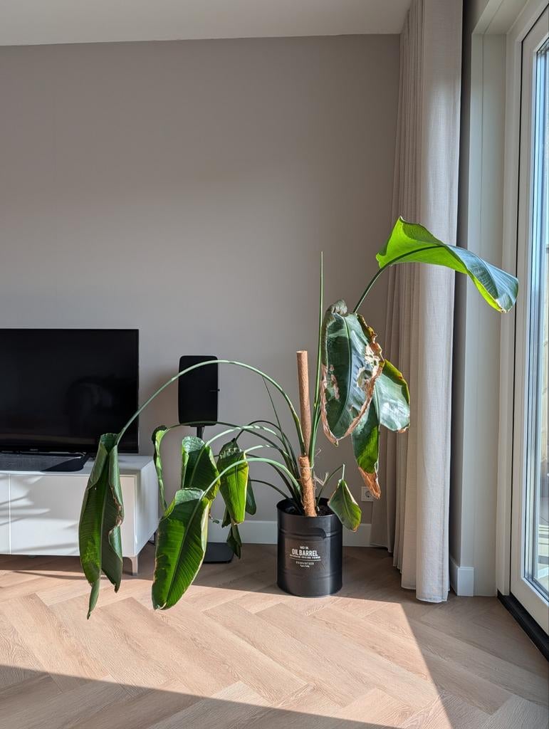 Strelitzia (148cm), Ophalen, 100 tot 150 cm, Overige soorten, Halfschaduw
