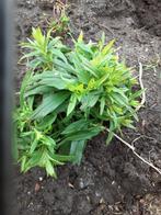 Duizendschoon planten, gemengde kleuren, Ophalen