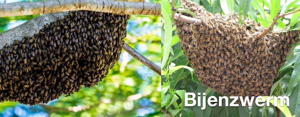 Bijen zwerm omgeving utrecht