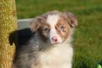 Australische herder pups, Nederland, 8 tot 15 weken, Meerdere, Meerdere dieren