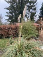 Gratis Pampasgras , Pampus riet , siergras, zelf uitgraven ., Ophalen, Overige soorten, 100 tot 250 cm