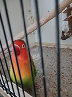 Agapornis, Mannelijk, Dwergpapegaai of Agapornis, Tam