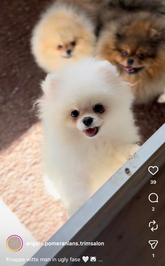Reutje met fci stamboom 08-08-25 POMERIAAN POMERANIAN MINI, Dieren en Toebehoren, Honden | Poolhonden, Keeshonden en Oertypen