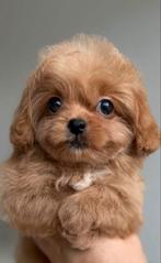 Exclusieve Maltipoo F1 pup (Maltezer/Toy poodle), Particulier, 8 tot 15 weken, Buitenland, Parvo
