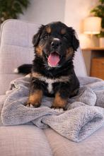 Boulab pups puppies, 8 tot 15 weken, Groot, Meerdere, Meerdere dieren