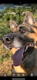 Liever herdershond zoekt nieuwe huis, Reu, Parvo, Eén hond, 3 tot 5 jaar