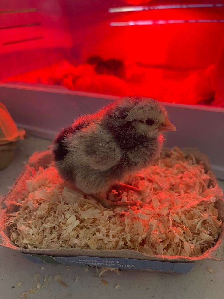 Mooie friese kippen kuikens, Dieren en Toebehoren, Pluimvee, Meerdere dieren, Kip