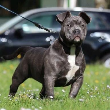 American Bully Pup Pocket No Staff Pit Bulldog Kunnen Mee, Overige rassen, 8 tot 15 weken, Teef, Parvo