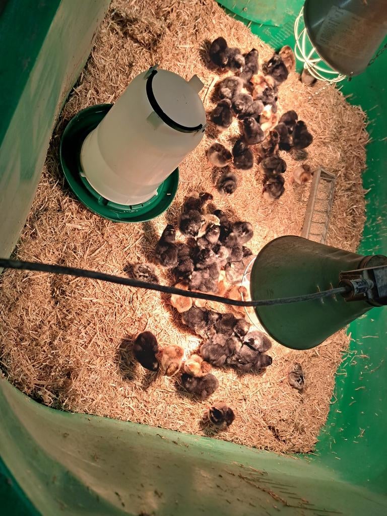 200 Broedeieren van kippen, Dieren en Toebehoren, Pluimvee, Kip, Geslacht onbekend