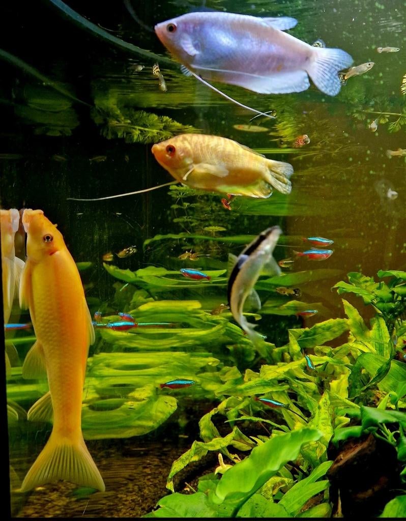 Complete juwel trigon 190, Ophalen, Gebruikt, Gevuld zoetwateraquarium