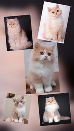 Gezocht...langhaar poesje met stamboom max 12 weken, Dieren en Toebehoren, Poes, Met stamboom, 0 tot 2 jaar