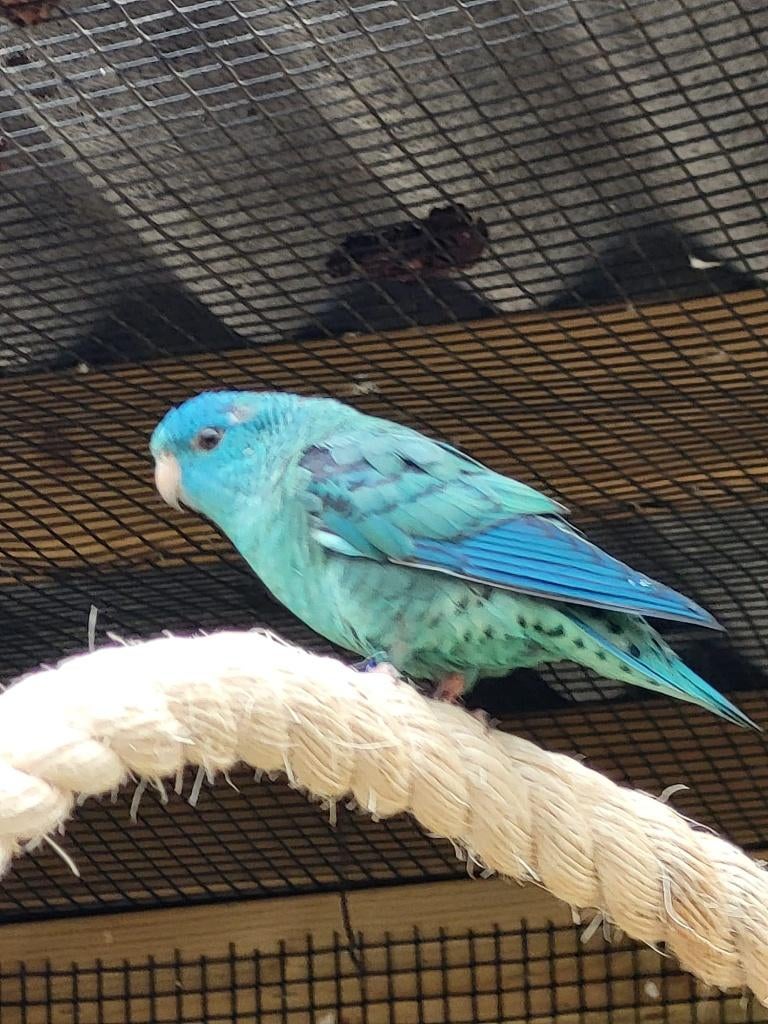 Catharina parkiet pop, Dieren en Toebehoren, Vogels | Parkieten en Papegaaien, Vrouwelijk, Parkiet