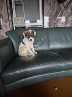 Bulgaarse puppy, Ophalen, Nieuw