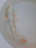 Koikarper., Karper of Koi