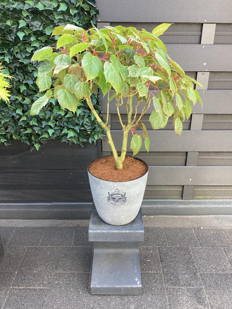 Mini Acer in pot, Bloeit niet, Halfschaduw, Overige soorten, 100 tot 250 cm