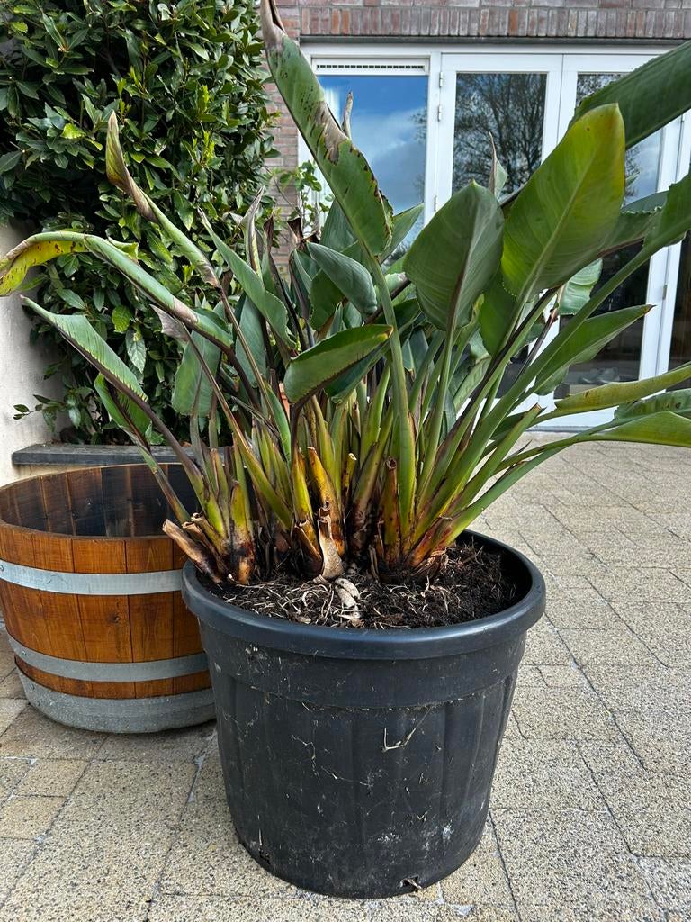 Strelizia Reginae /paradijsvogelplant volwassen plant, Ophalen, Overige soorten, Volle zon