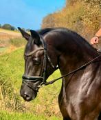 Schitterende zwarte Dressuur merrie., Merrie, M, Dressuurpaard, 3 tot 6 jaar