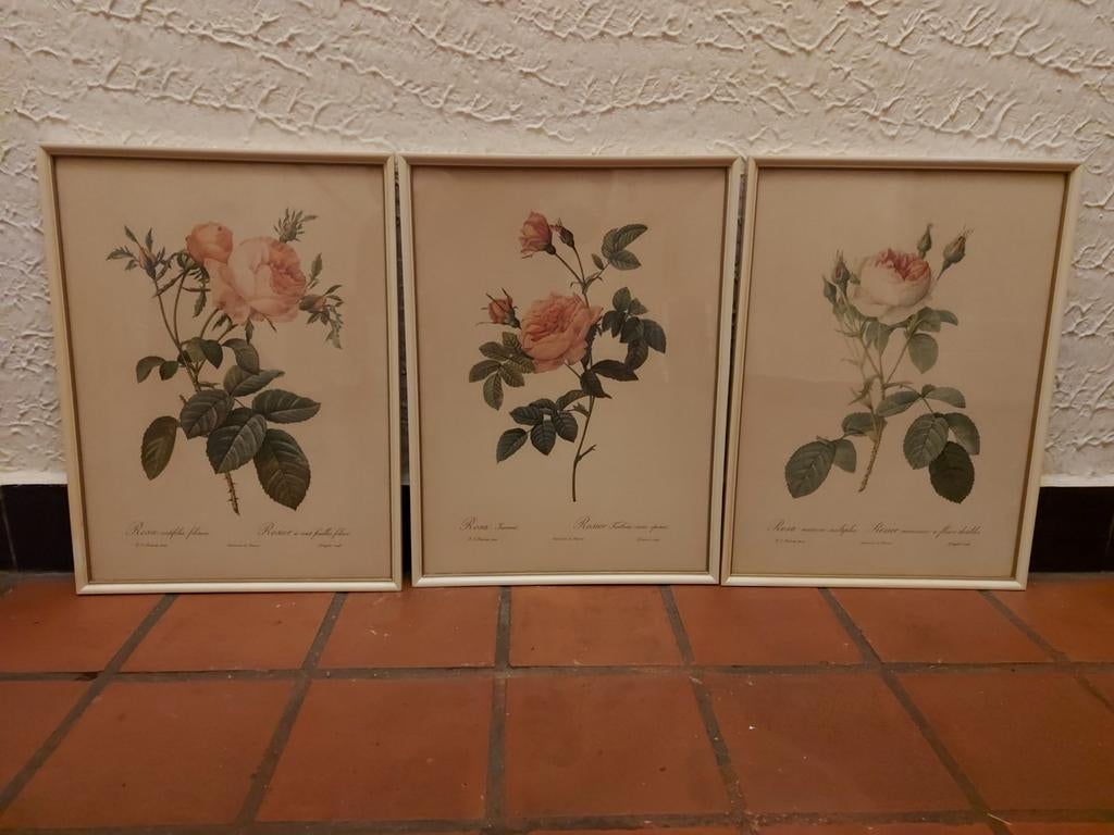 3 grote vintage ingelijste rozen prenten Redouté 42 cm, Ophalen of Verzenden