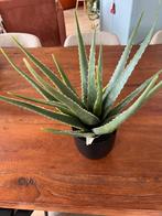 Kunstplant aloe vera, Ophalen, Gebruikt, Binnen
