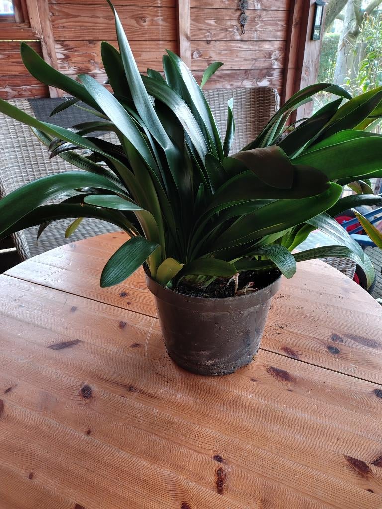 Clivia's te koop, Ophalen, Overige soorten, Halfschaduw, Minder dan 100 cm