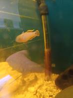 Pauwoog grondel, Vis