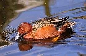 Kaneeltalling | Siereenden | Passend advies, Dieren en Toebehoren, Meerdere dieren, Eend