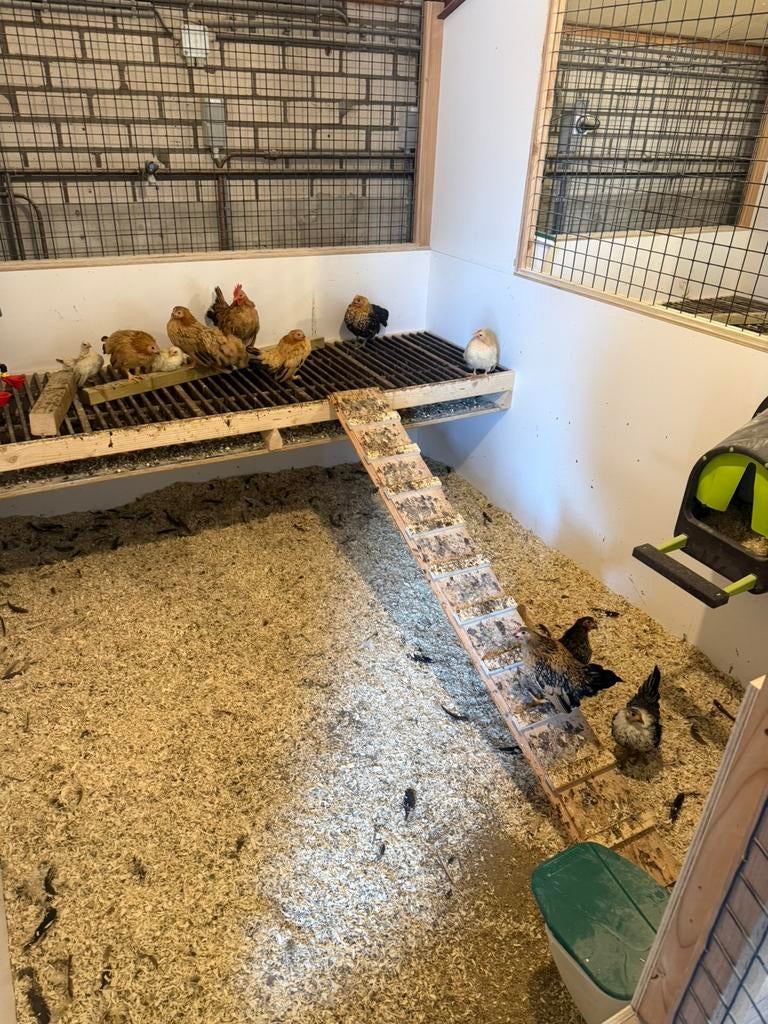 Serama kippen + 2 onverwante haantjes te koop, Meerdere dieren, Kip