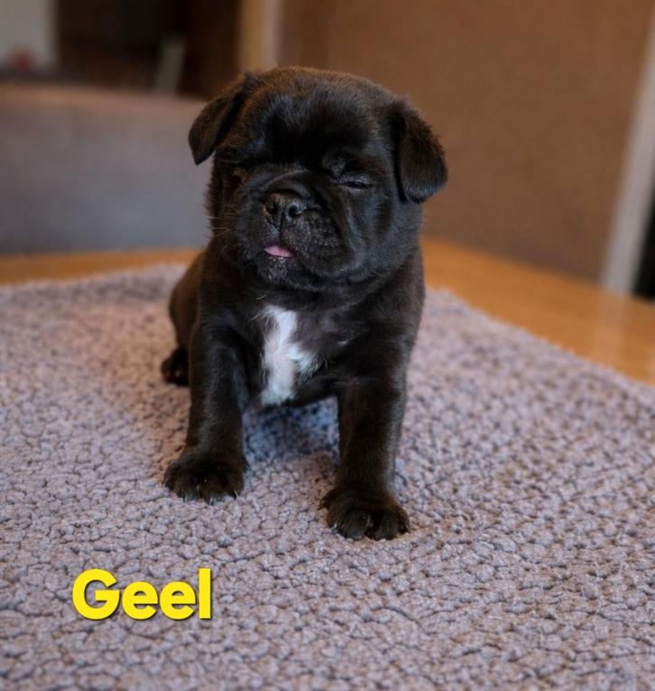 Retromops pups, Dieren en Toebehoren, Honden | Chihuahua's en Gezelschapshonden, Meerdere dieren, Overige rassen, Fokker | Hobbymatig