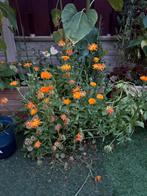 Calendula Zaden - Oranje Goudsbloem voor uw Tuin, Ophalen of Verzenden, Voorjaar, Volle zon, Zaad