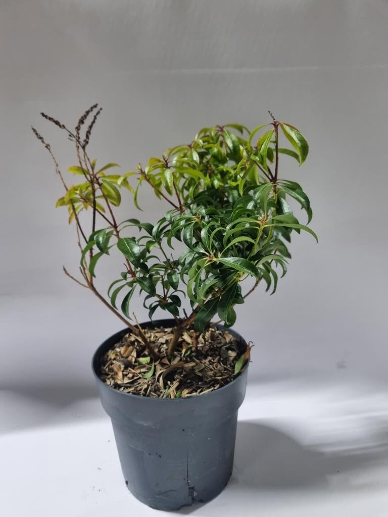 Pieris japonica te koop, Tuin en Terras, Ophalen, Overige soorten, Halfschaduw