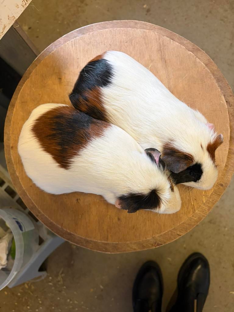 Berenkoppel driekleur, Dieren en Toebehoren, December, Mannelijk, Cavia